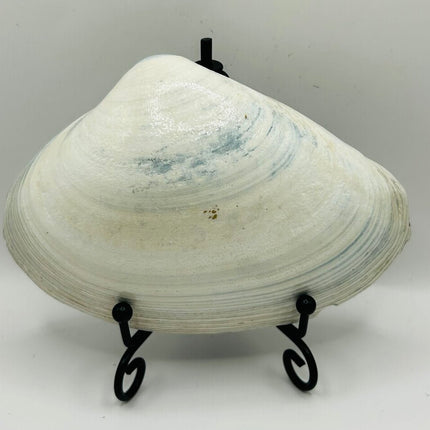 Dolphins on a Blue Clam from Newport RI