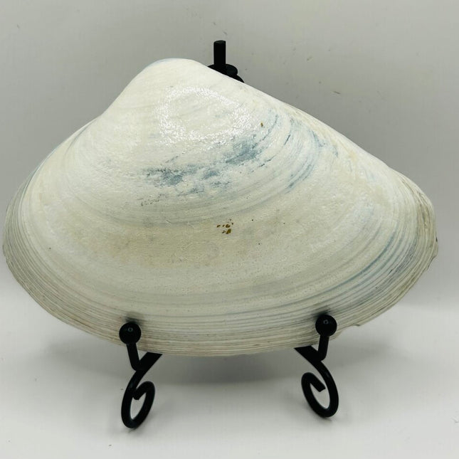 Dolphins on a Blue Clam from Newport RI