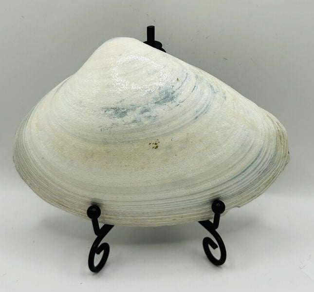 Dolphins on a Blue Clam from Newport RI