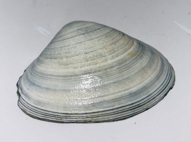 'HOME' Nautical Blue Clam from Newport, RI