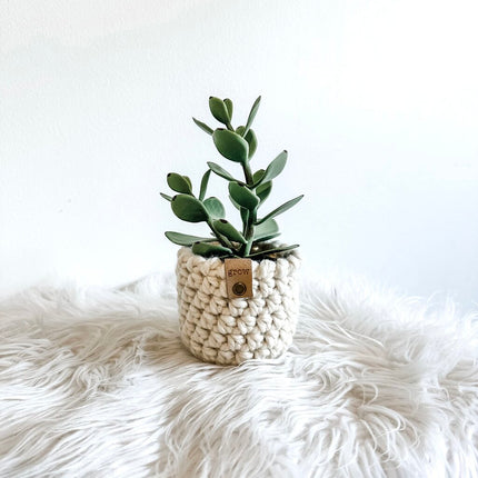 Faux Potted Succulent in Crochet Plant Cozy GROW Tag (Style D)