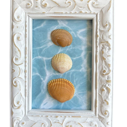 Small shells, water background