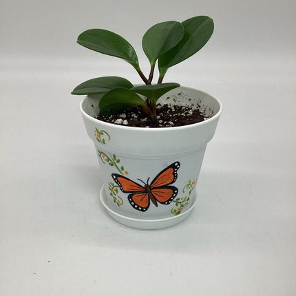 Med. white orange butterfly-F