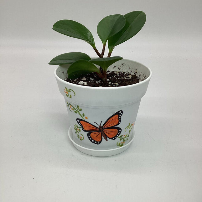 Med. white orange butterfly-F