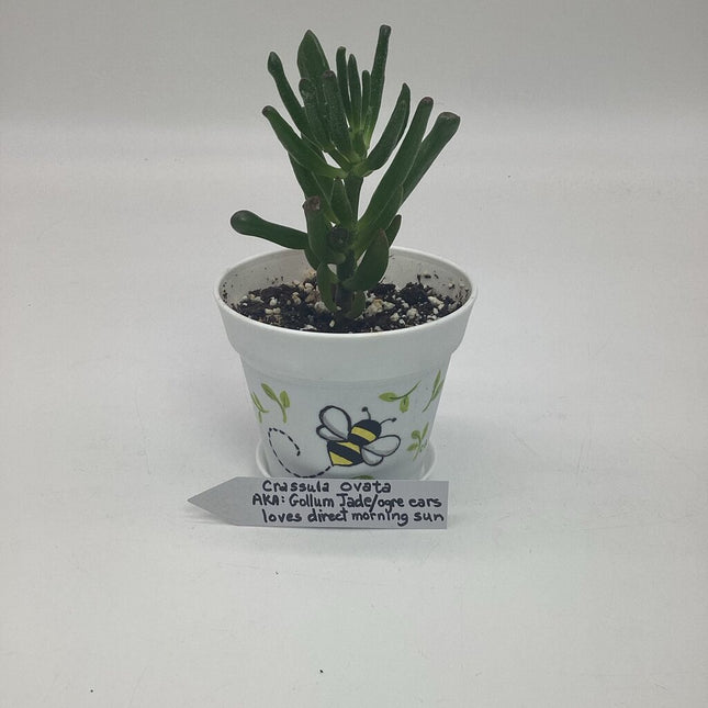 Small white w/ bumble bee-F