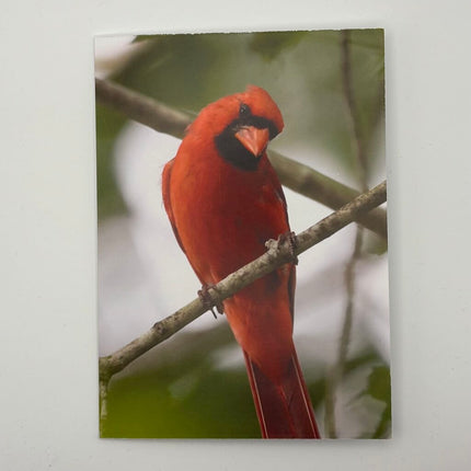 Cardinal Card - Blank