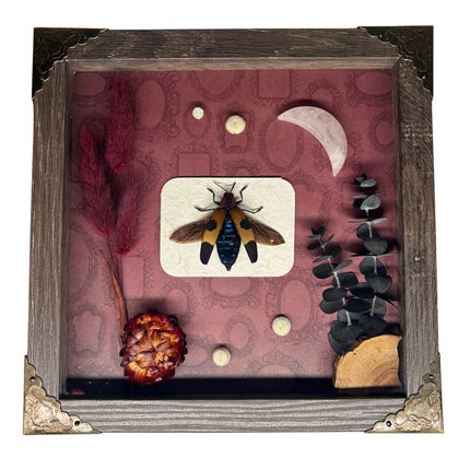 Red Speckled Jewel Beetle Curiosity Art - Brown Frame