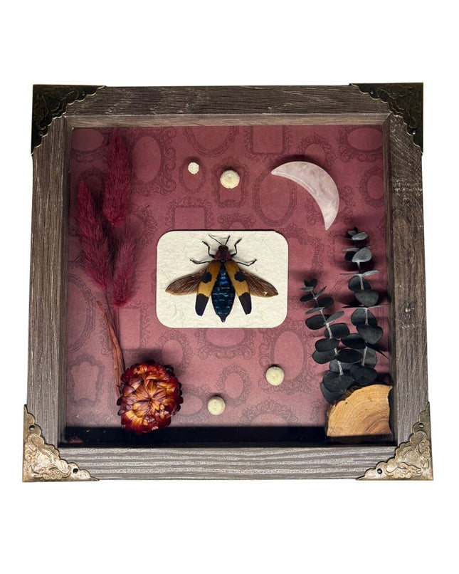 Red Speckled Jewel Beetle Curiosity Art - Brown Frame