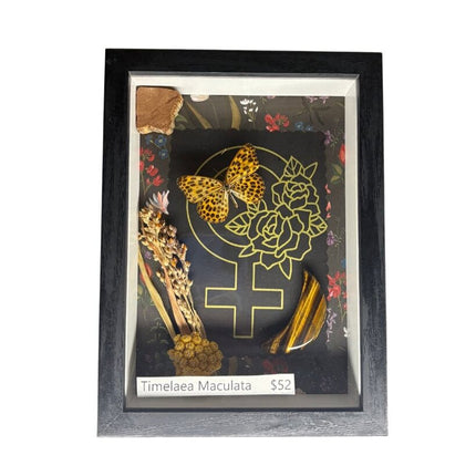 Timelaea Maculata Butterfly Curiosity Art - Black Frame
