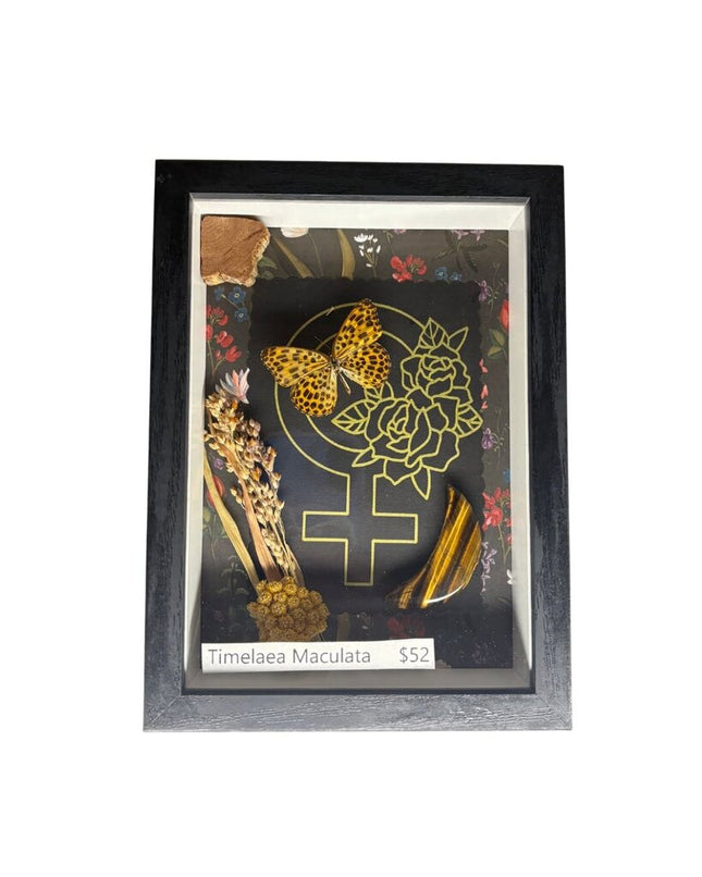 Timelaea Maculata Butterfly Curiosity Art - Black Frame