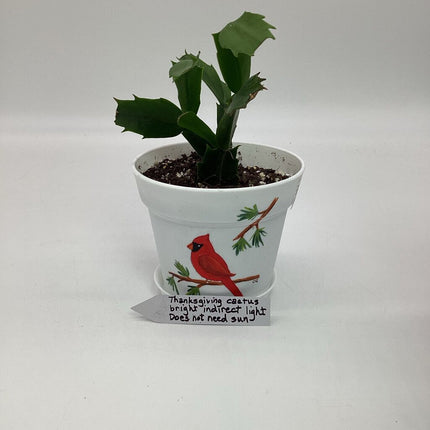 Medium white w/cardinal-F