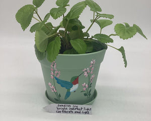 Collection image for: The Windowsill Gardener