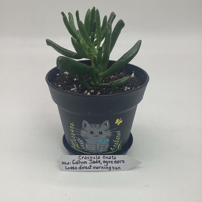 Medium black w/gray cat-F