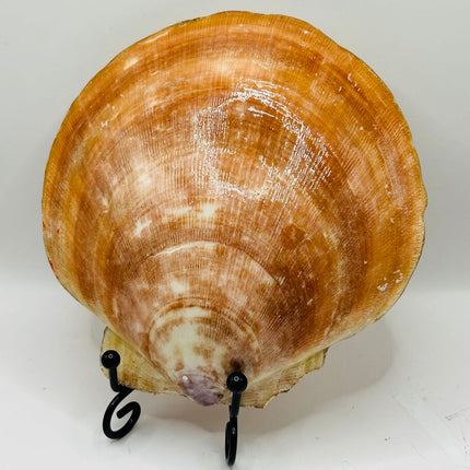 Autumn Leaves Deep Sea Scallop (Booth Bay Harbor, ME)