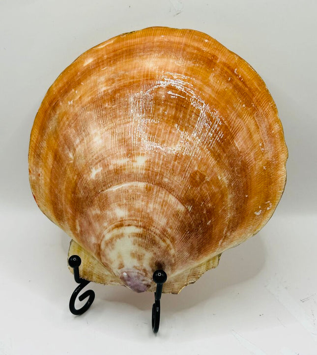 Autumn Leaves Deep Sea Scallop (Booth Bay Harbor, ME)