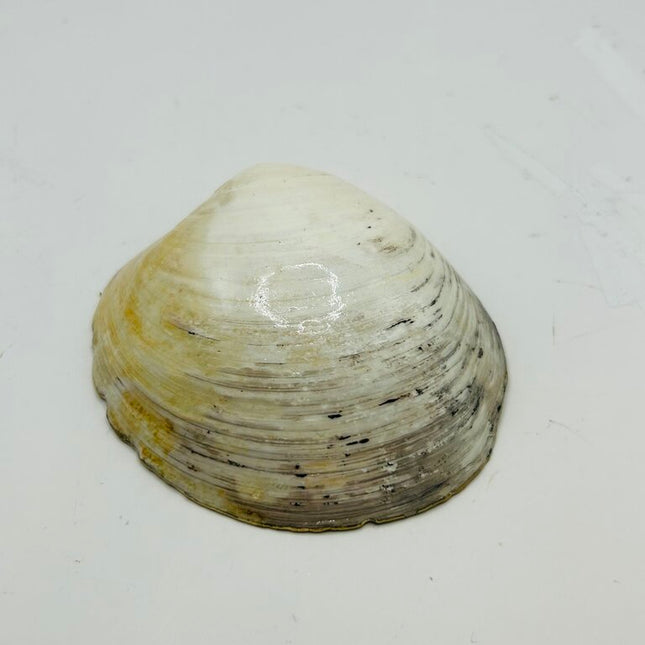 Autumn Pumpkins Quahog (Newport, RI)