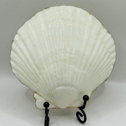 Birch Trees at Sunset Scallop (NC)