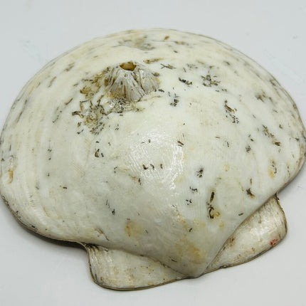 Autumn Leaves XL Deep Sea Scallop from Booth Bay Harbor, ME