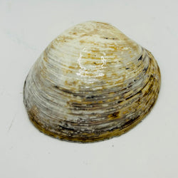 Silver Snowflake Quahog from Nahant Beach, MA - view 3