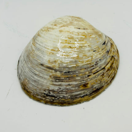 Silver Snowflake Quahog from Nahant Beach, MA
