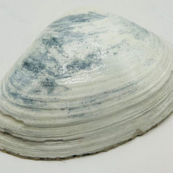 Santa XL Clam from Newport, RI - view 5