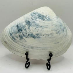 Santa XL Clam from Newport, RI - view 3
