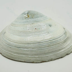 Autumn Leaf XL Clam from Newport, RI) - view 3