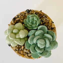 Succulent Garden Jar - 7oz - view 2
