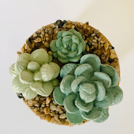 Succulent Garden Jar - 7oz