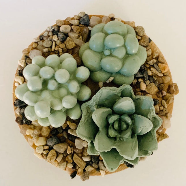Succulent Garden Jar - 7oz