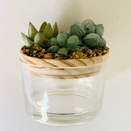 Succulent Garden Jar - 4oz
