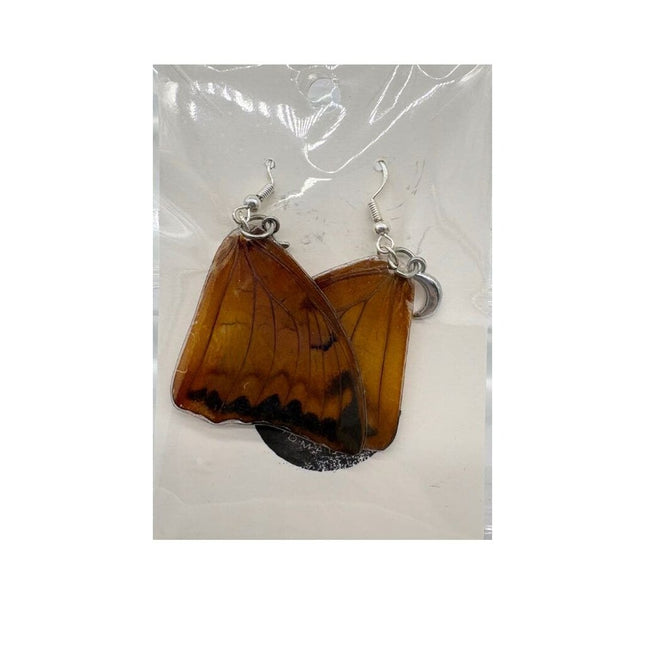 Top Wing Charaxes Bernardus Earrings