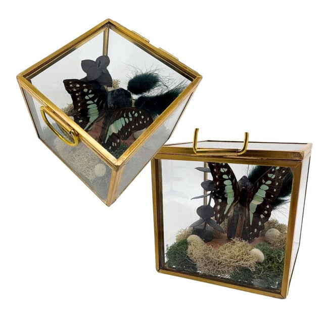 Butterfly Curiosity Glass Box