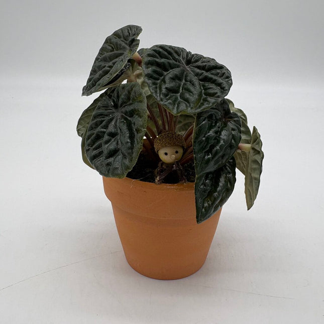 Potted Plant and Woodlander