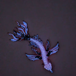 Sea Dragon - view 2