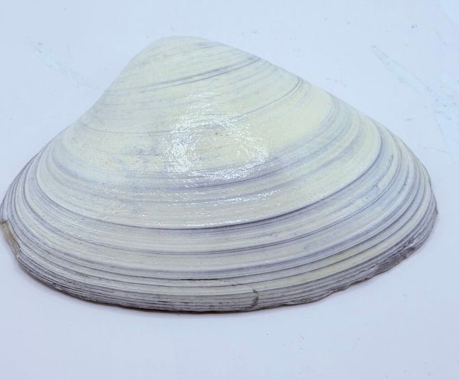 YellowRoseNatural Clam Dish ( Newport, RI)