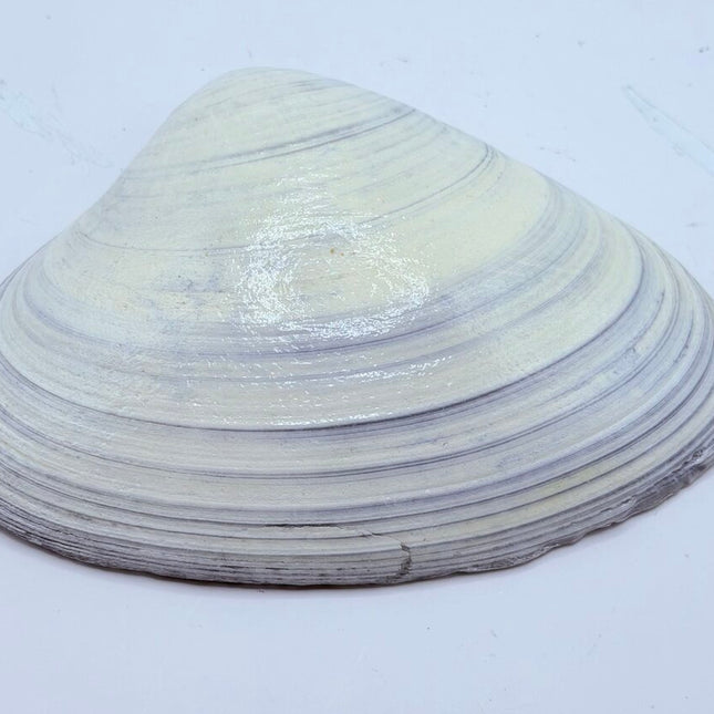 YellowRoseNatural Clam Dish ( Newport, RI)