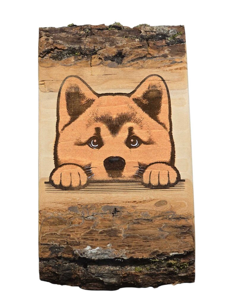 Peeking Shib