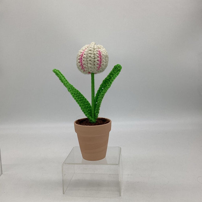 Potted Tulip - White