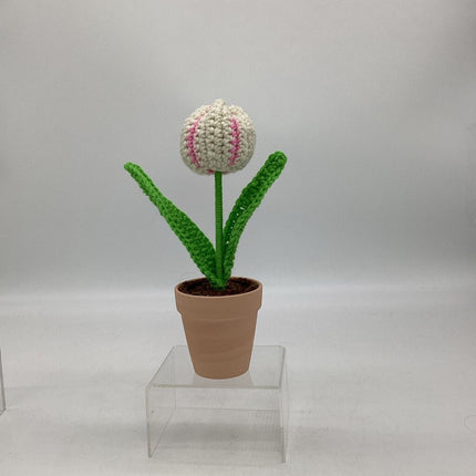 Potted Tulip - White