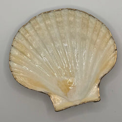 Beach Scene Scallop Shell (NC) - view 3