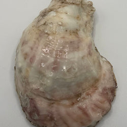 Blue Sea Life Oyster Ornament (Outer Banks, NC) - view 3