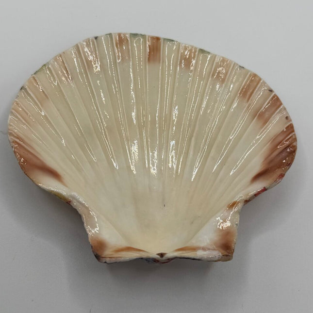 Red White & Blue Sandals Scallop Shell (NC)