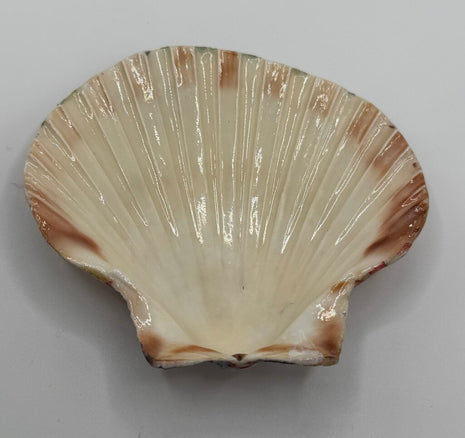 Red White & Blue Sandals Scallop Shell (NC)