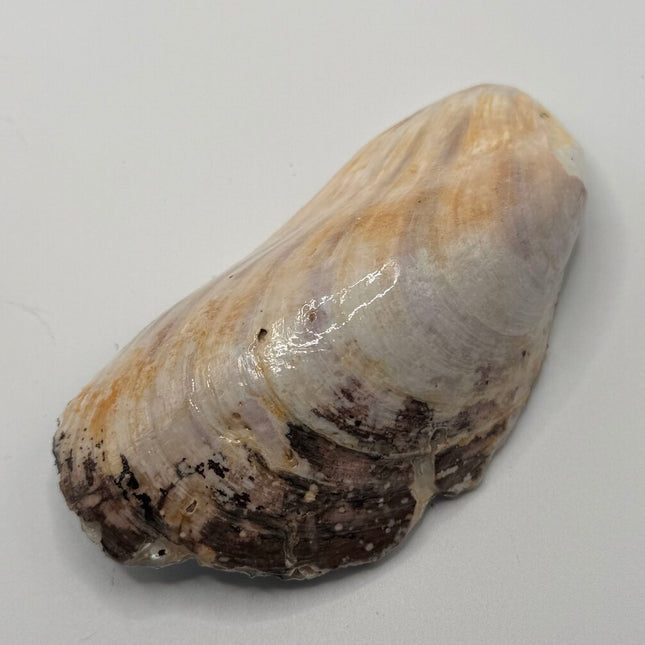 Blue & White Lighthouse XL Mussel Shell (York, ME)