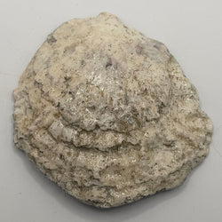 Mermaid Oyster (Hull, MA) - view 4