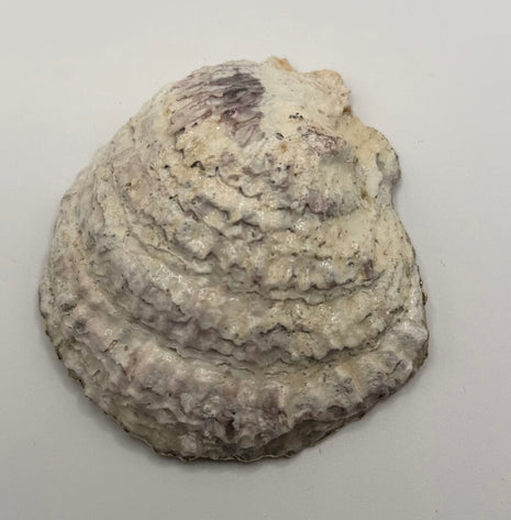 Blue & White Oyster Dish (Hull, MA)