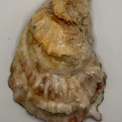 'Stay Salty' Oyster (Outer Banks, NC) - view 1