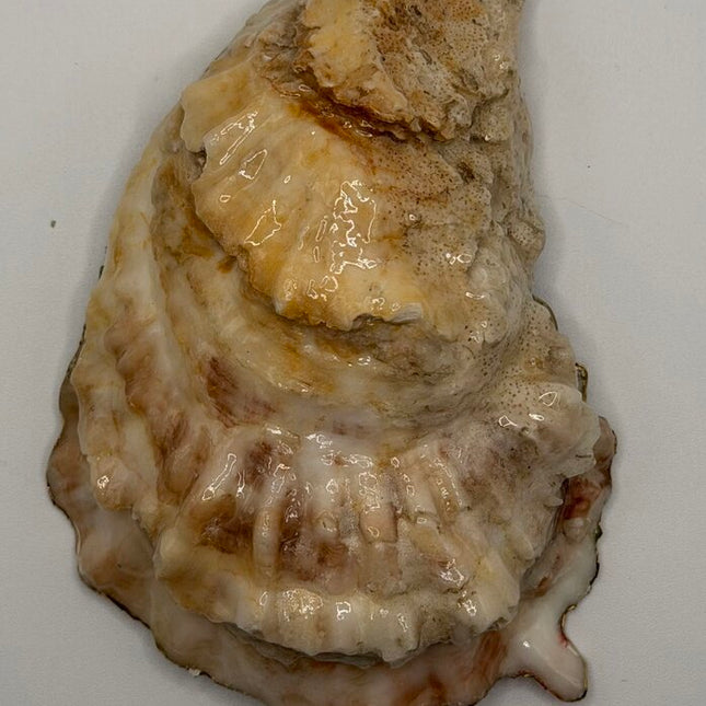 'Stay Salty' Oyster (Outer Banks, NC)