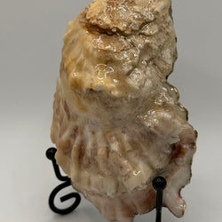 'Stay Salty' Oyster (Outer Banks, NC) - view 4